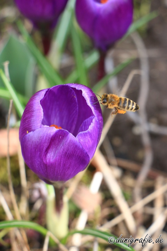 Schlüsselwörter: FrÃ¼hling;Krokus;Biene