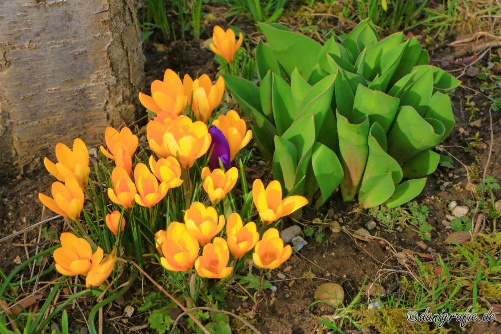 Schlüsselwörter: FrÃ¼hling;Krokus