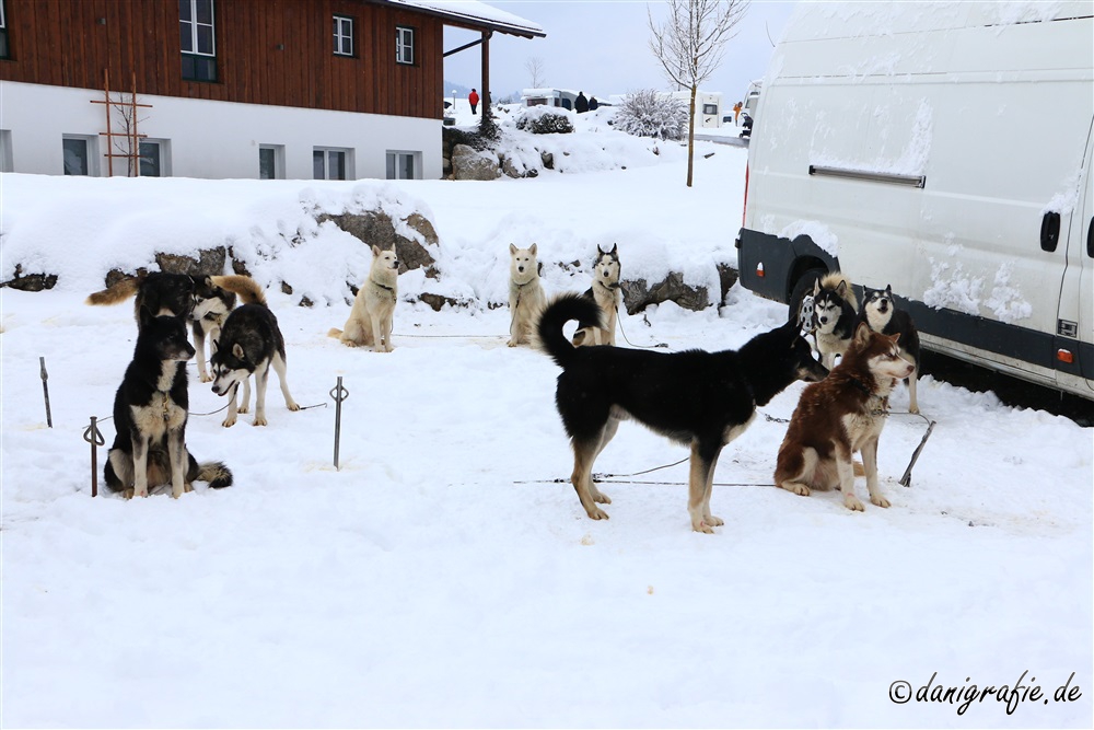 Schlüsselwörter: Schlittenhunderennen;Inzell