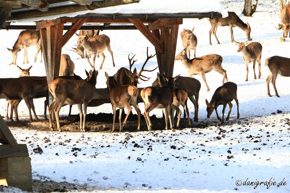 Schlüsselwörter: Nationalpark;Nationalpark Berchtesgaden,Winter;Rotwildfütterung;Hirschfütterung;