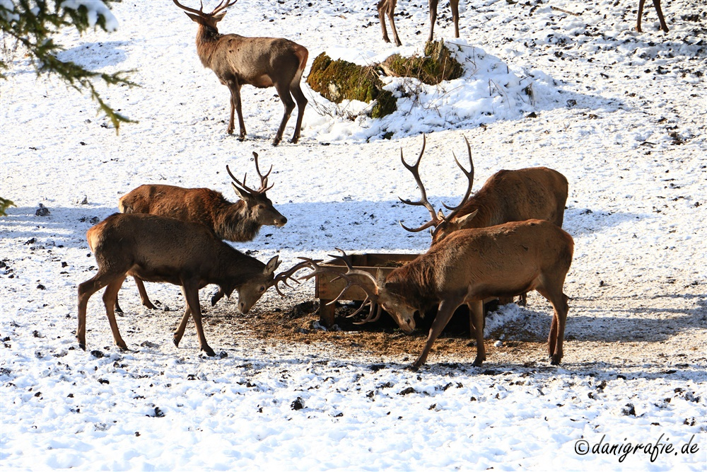 Schlüsselwörter: Nationalpark;Nationalpark Berchtesgaden,Winter;Rotwildfütterung;Hirschfütterung;