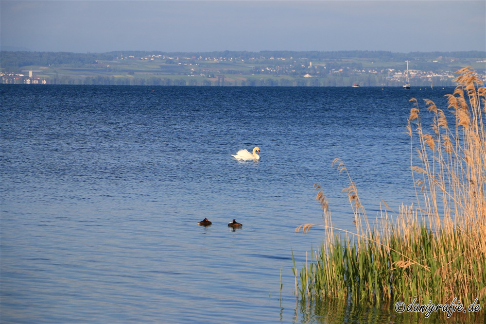 Schlüsselwörter: Bodensee;