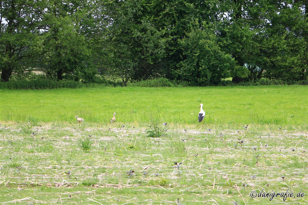 Schlüsselwörter: Ortenaukreis;Schwarzwald;Achern;