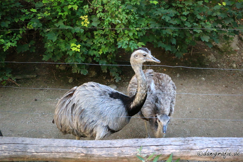 Schlüsselwörter: Tierpark;Hellbrunn;Zoo Salzburg;