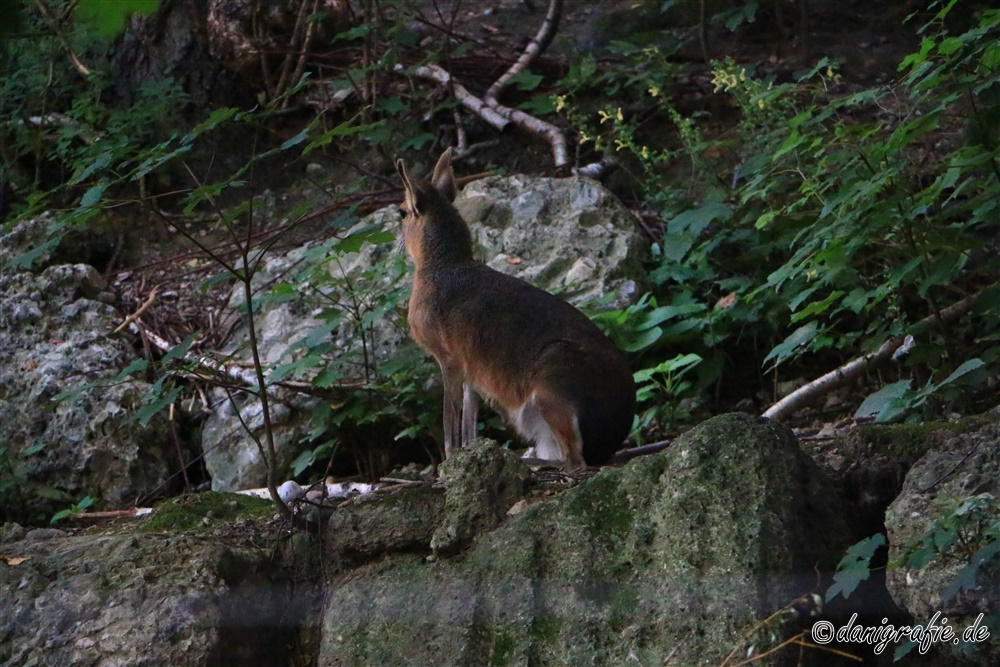 Schlüsselwörter: Tierpark;Hellbrunn;Zoo Salzburg