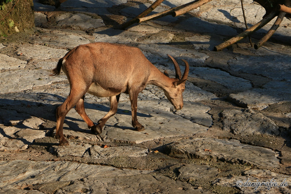 Schlüsselwörter: Tierpark;Hellbrunn;Zoo Salzburg;