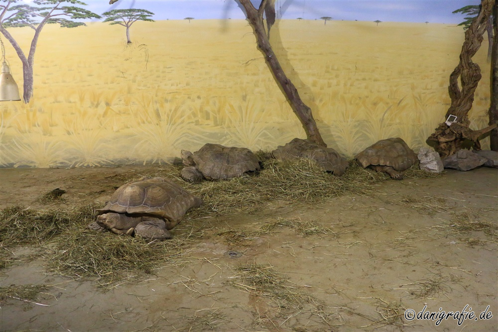 Schlüsselwörter: Tierpark;Hellbrunn;Zoo Salzburg