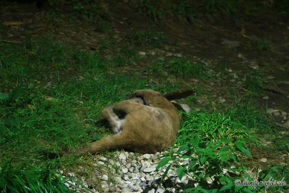 Schlüsselwörter: Tierpark;Hellbrunn;Zoo Salzburg;Puma