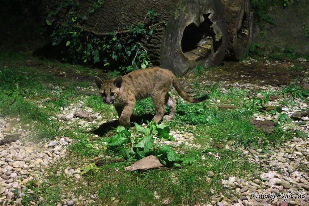 Schlüsselwörter: Tierpark;Hellbrunn;Zoo Salzburg;Puma