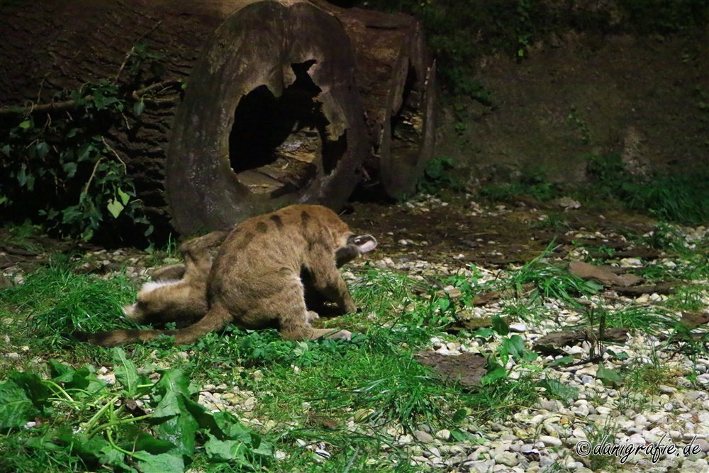 Schlüsselwörter: Tierpark;Hellbrunn;Zoo Salzburg;Puma