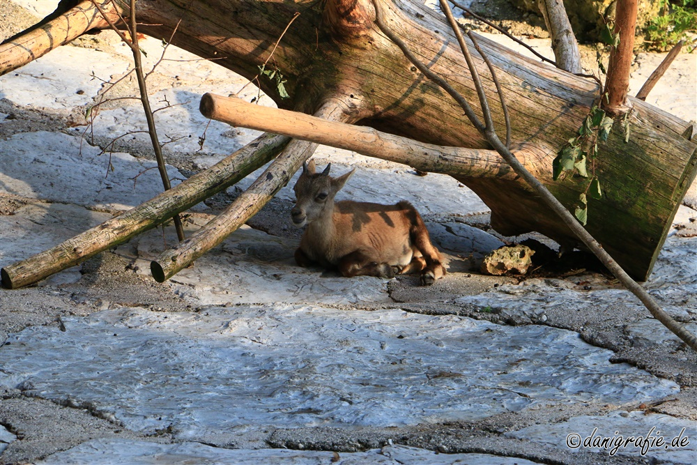 Schlüsselwörter: Tierpark;Hellbrunn;Zoo Salzburg;