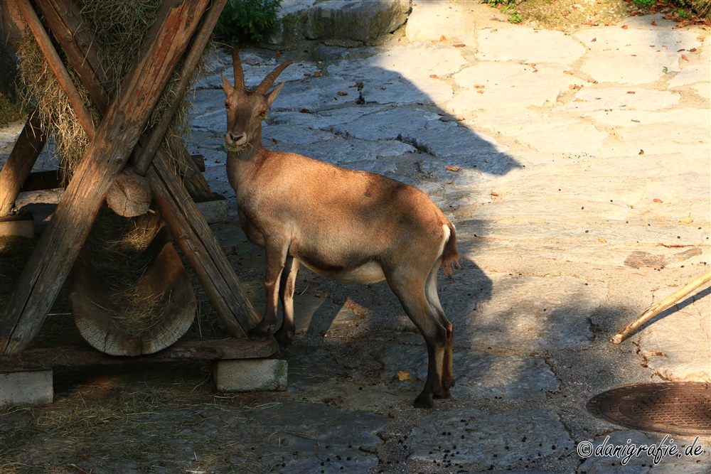 Schlüsselwörter: Tierpark;Hellbrunn;Zoo Salzburg;