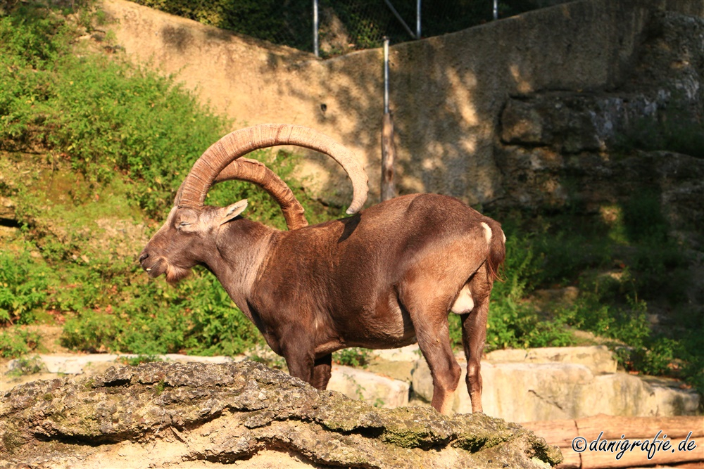 Schlüsselwörter: Tierpark;Hellbrunn;Zoo Salzburg;