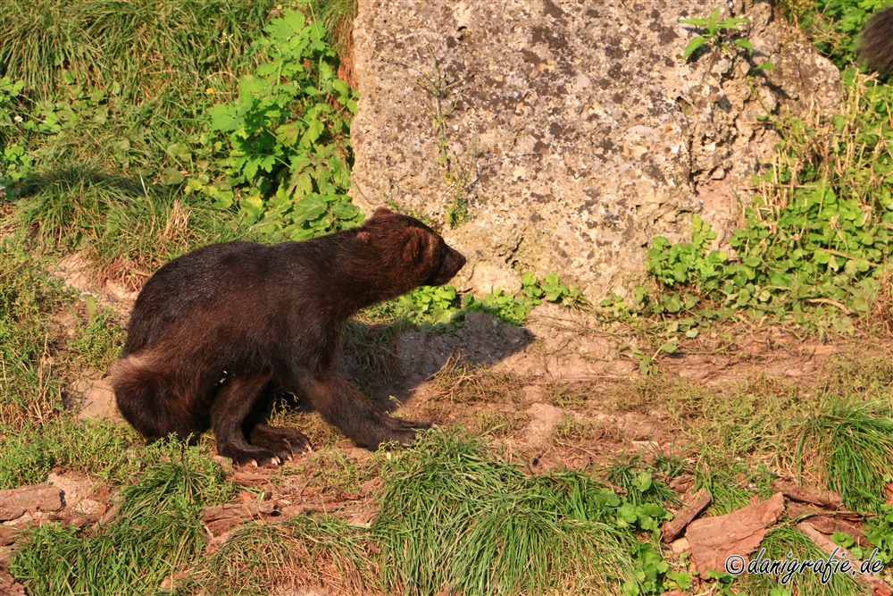 Schlüsselwörter: Tierpark;Hellbrunn;Zoo Salzburg;